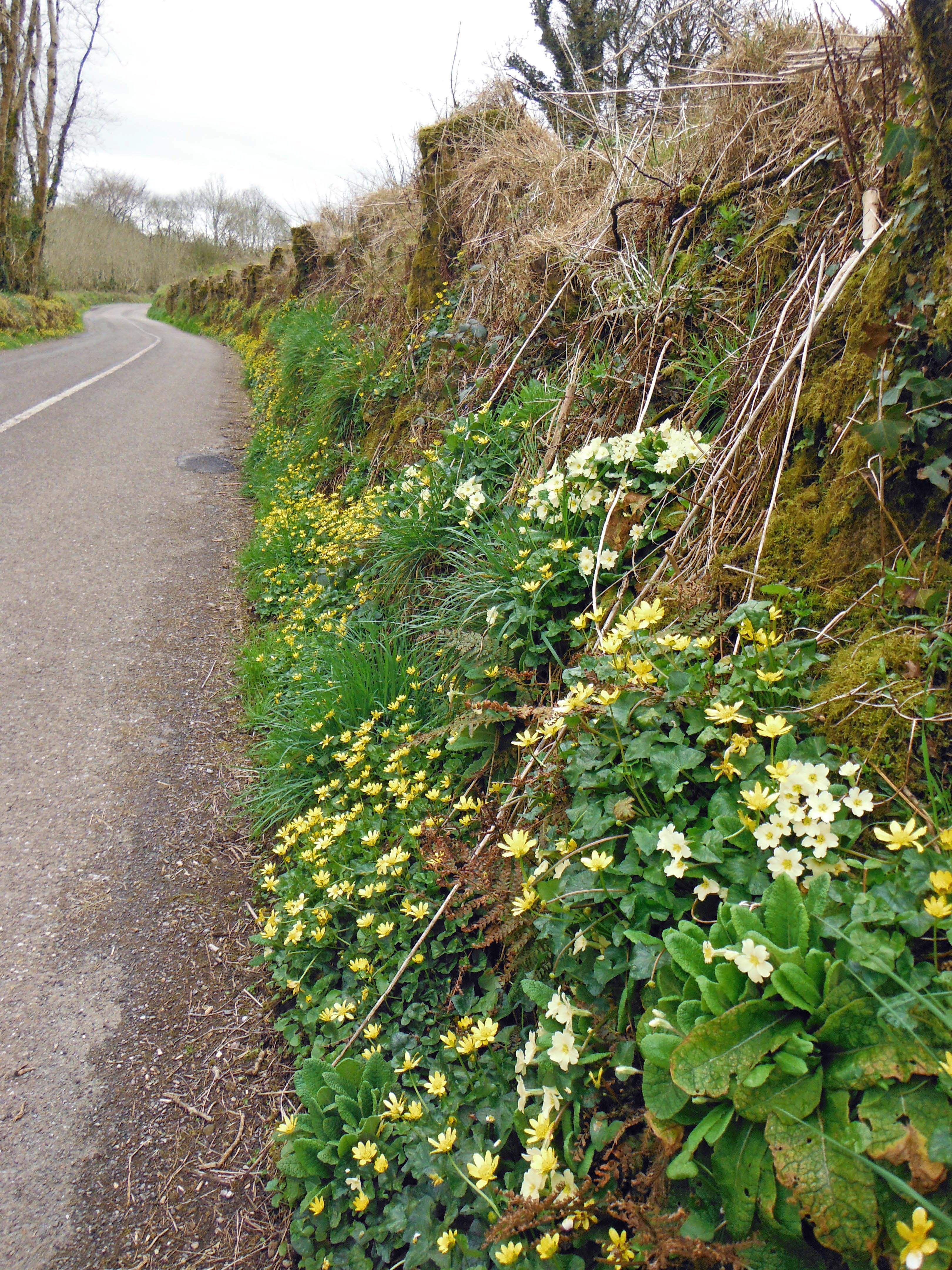 Profusions of Primroses and Celandine on a sunny bank
