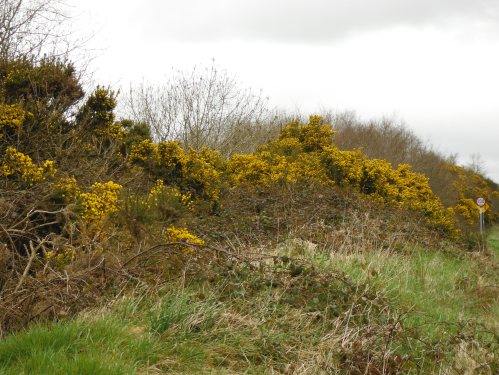 The Suplhur Yellow Gorse  -a promise of  summer sunshine to come?