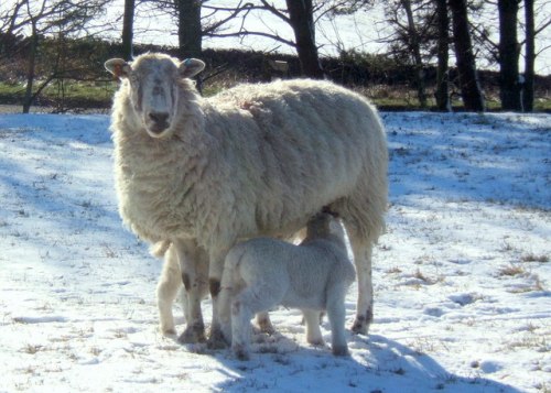 A Ewe and her lambs in the snow (Image Wikimedia Commons) 