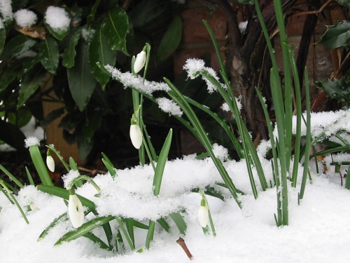 Harbinger of Spring Snowdrops in the snow. (Image Wikimedia Commons) 