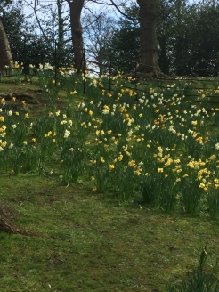 The daffodils were glorious...