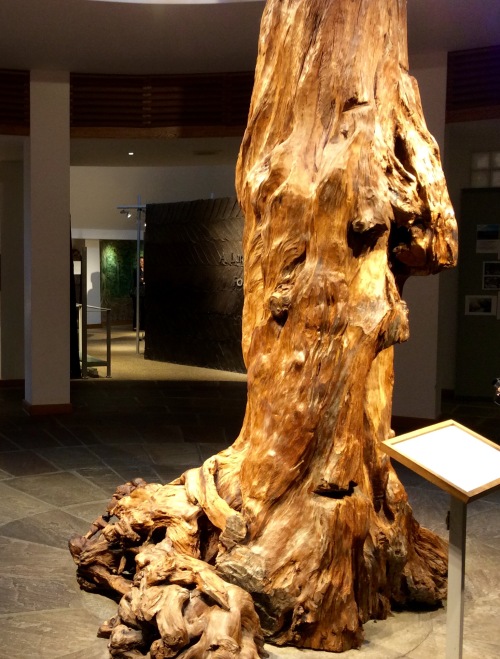 A Pine tree that lived in Mayo 4,300 years ago